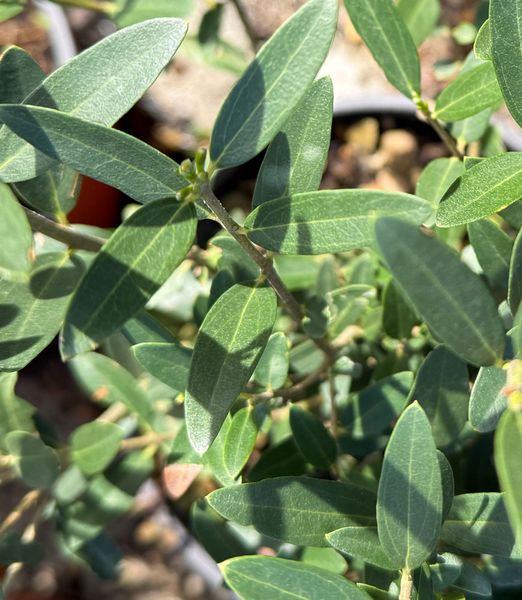 Phillyrea angustifolia